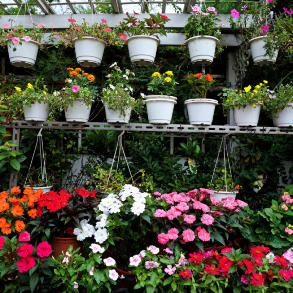 Posejano 150.000 semenki 20 vrsta cveća za uređenje grada