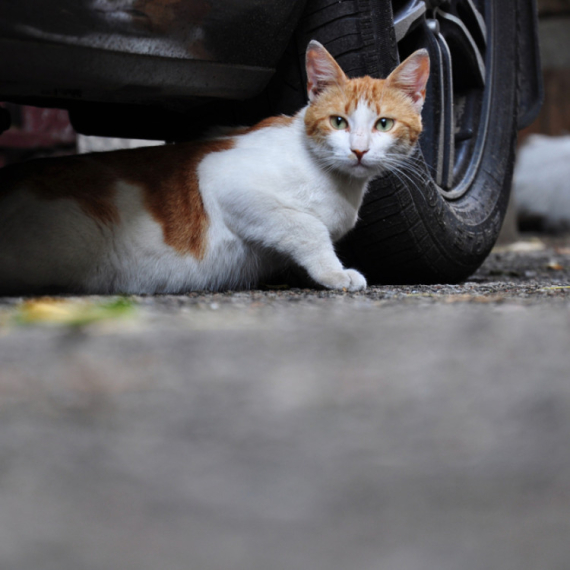 Ceo grad u pripravnosti: Mačka upala u hemikaliju koja izaziva rak i upalu