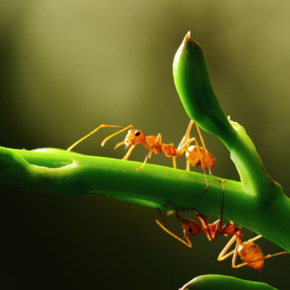 Ovo su najrealističniji mravi ikada viđeni u igri VIDEO