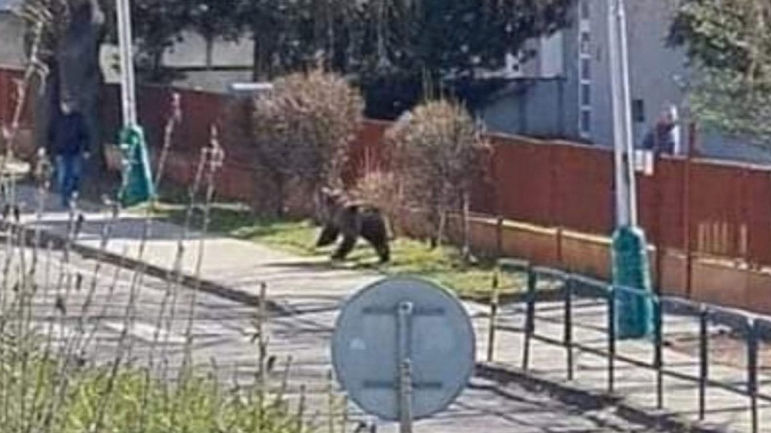Watch: Bear injures two in Slovakia attacks