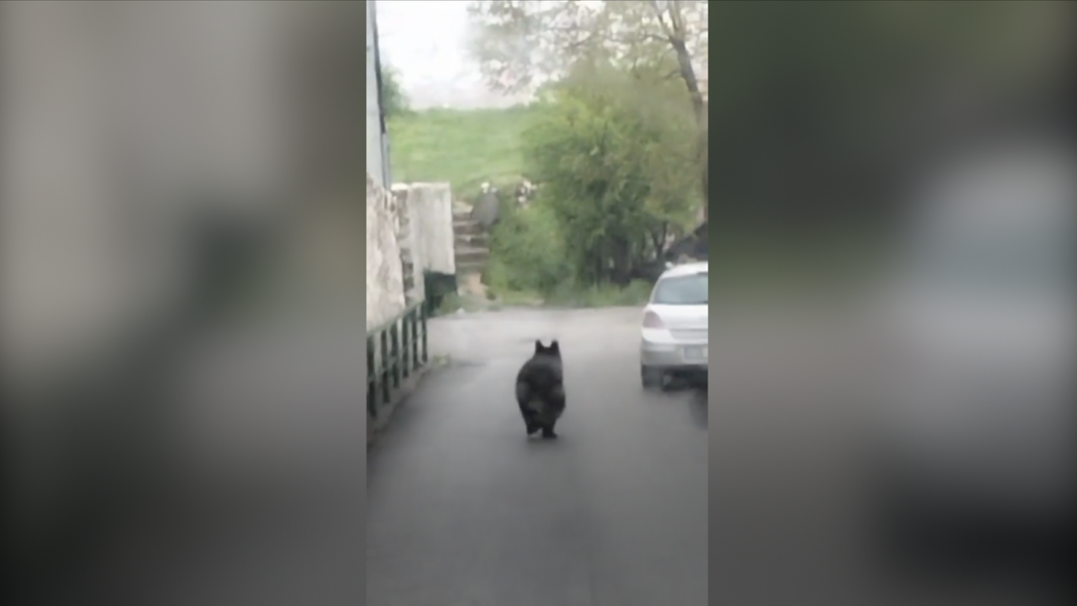 Bosna i životinje: Medved se spustio u Sarajevo sa obližnjeg brda