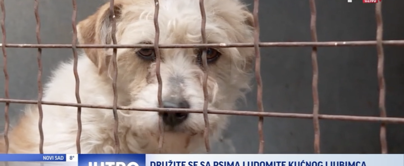 Otvoren dan u prihvatilištu za pse: Druženje sa životinjama VIDEO