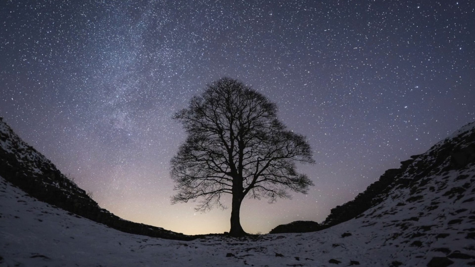 Čuveno drvo Robina Huda namerno posečeno u severnom delu Velike Britanije