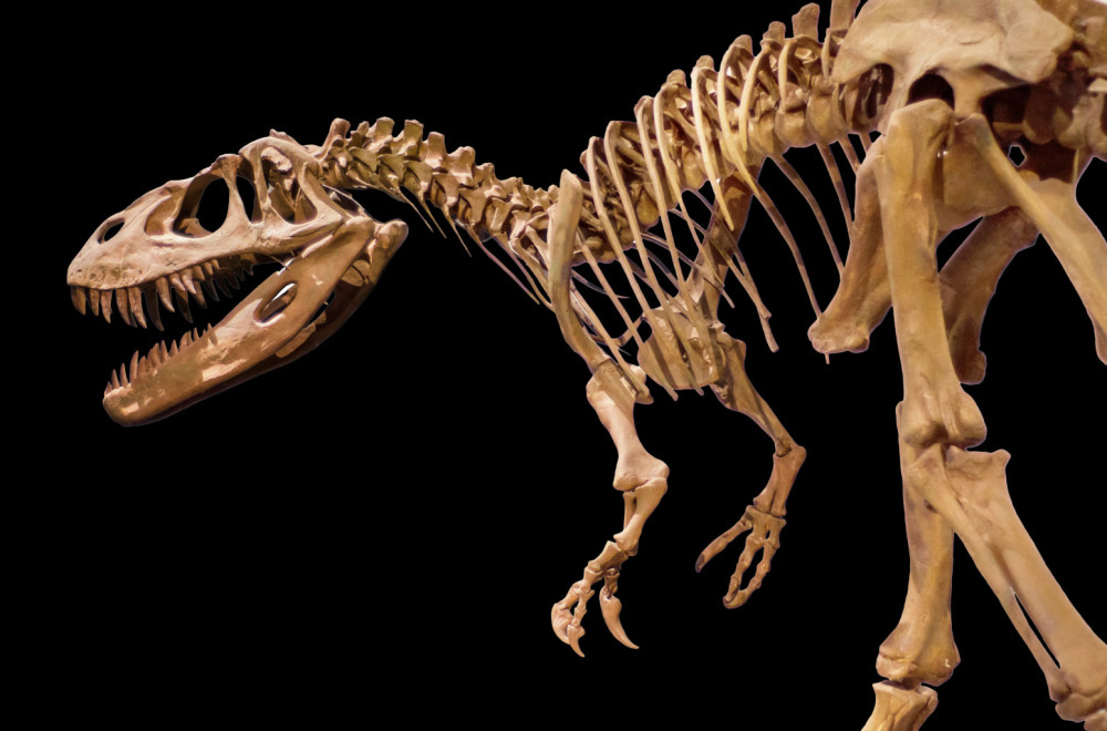 Neverovatno otkriće: Pronađena nova vrsta dinosaurusa