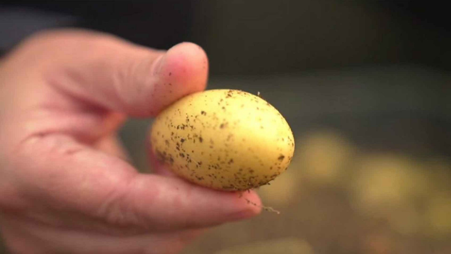 „Čudesni" krompirići navodno smanjuju siromaštvo u Kini