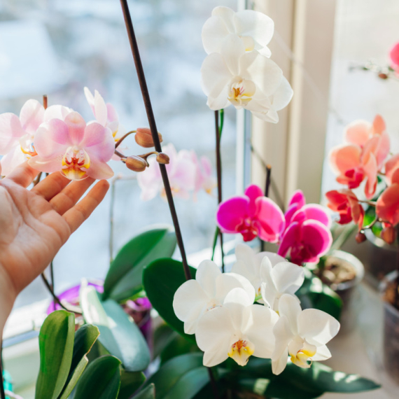 Tajna raskošnih orhideja: Uz ovaj trik cvetaće kao nikad pre