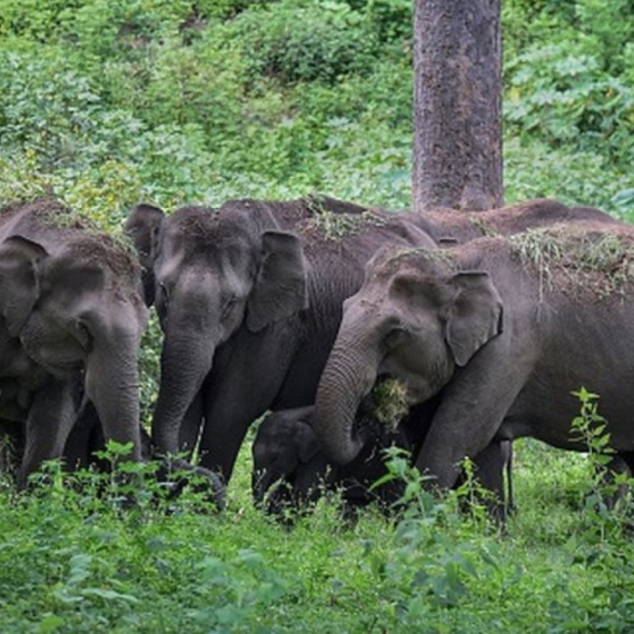 Priroda i tehnologija: Kako veštačka inteligencija pomaže indijskim slonovima