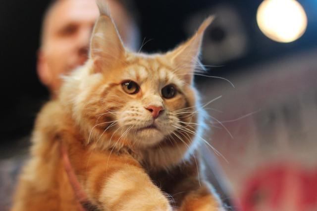 Mejn kun mačak Uragan (Foto: Ana Tošić)