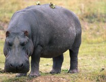 Foto: Thinkstock / ilustracija