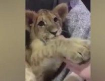 Foto: YouTube Screenshot