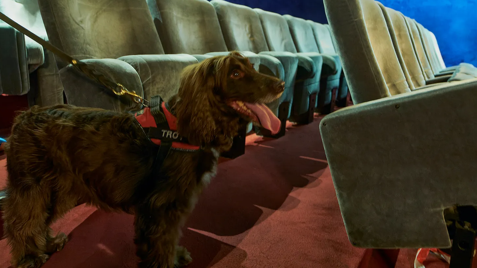Tokom trenutne najezde stenice u Francuskoj, posebno obuèeni psi su korišæeni da nanjuše stenice/Getty Images