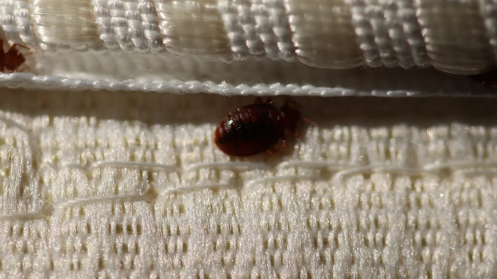Bed bugs are small enough to be able to hide in the stitching of mattresses, making them very difficult to spot/Getty Images