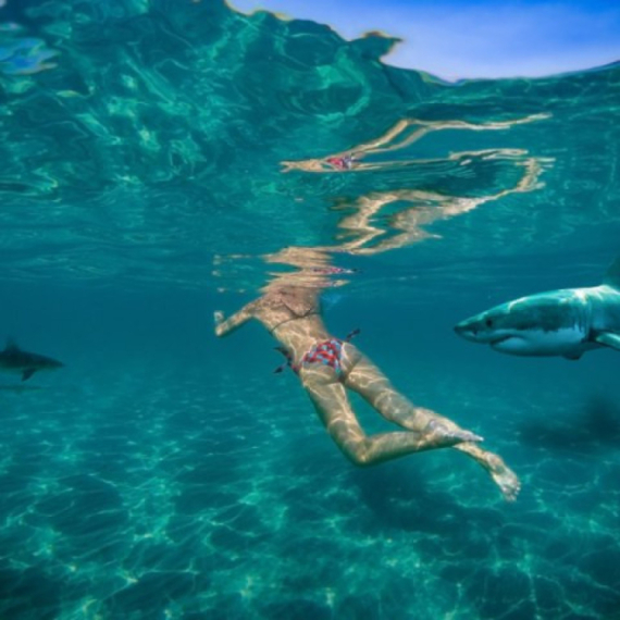 Ajkula napala trudnu ženu poznatog košarkaša