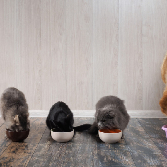 S tržišta se povlači poznata hrana za pse, sadrži salmonelu