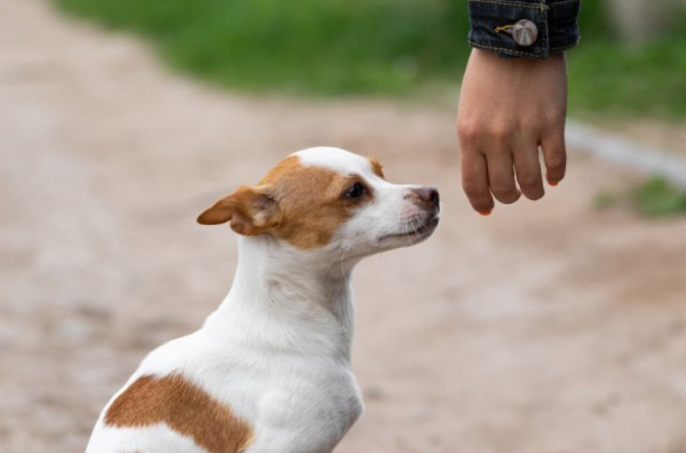 Veterinarka otkrila zašto je opasno da pas spava sa vama