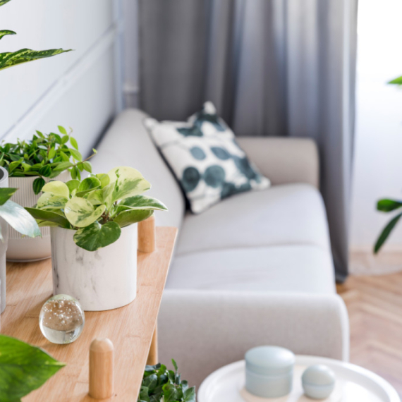 Ovu magičnu biljku odmah unesite u kuću, vekovima služi kao amajlija