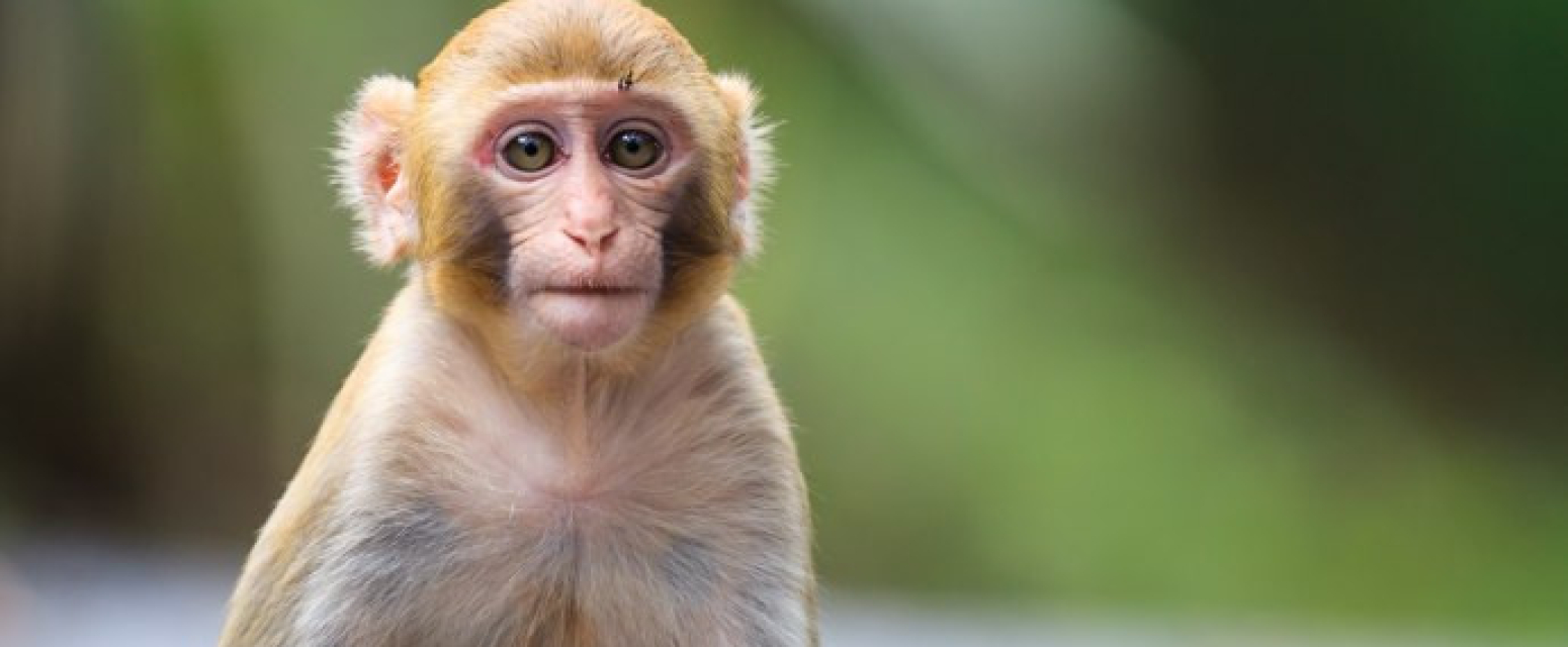 Ovo je grad u kom vladaju majmuni: Kradu hranu, a teraju ih praćkama