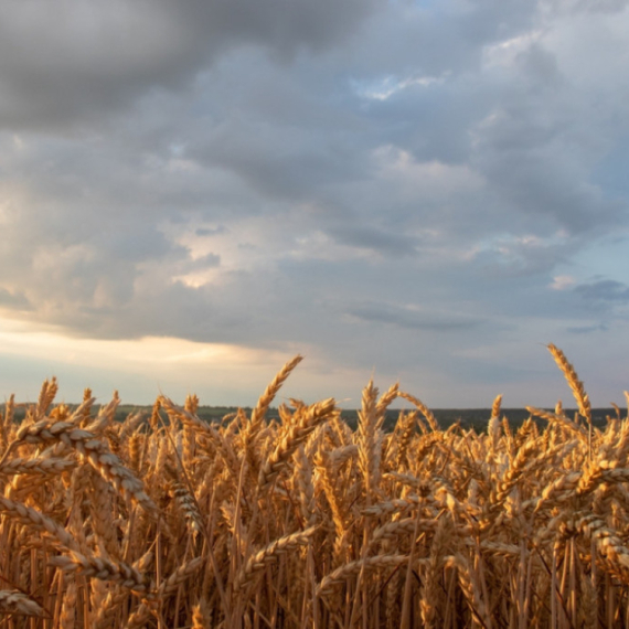 Kina iskoristila priliku – prikupila ogromne zalihe