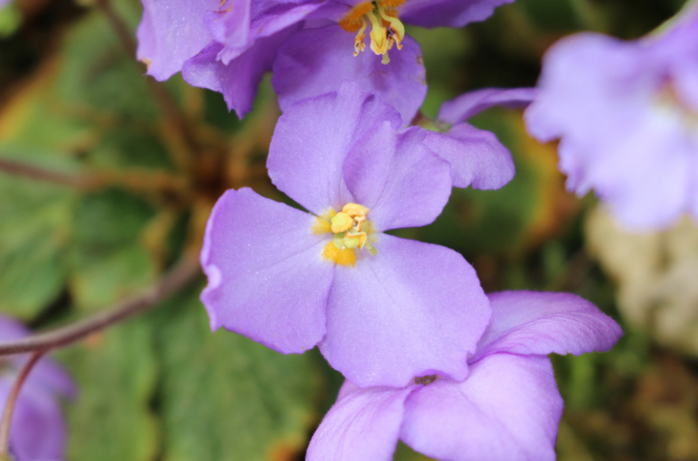 Spomenica, crno-zelena traka i ljubičasti cvet: Da li znate značenje srpskog amblema Dana pobede? FOTO