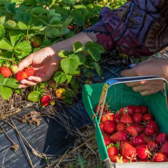 Srpska zabranila uvoz jagoda iz Albanije