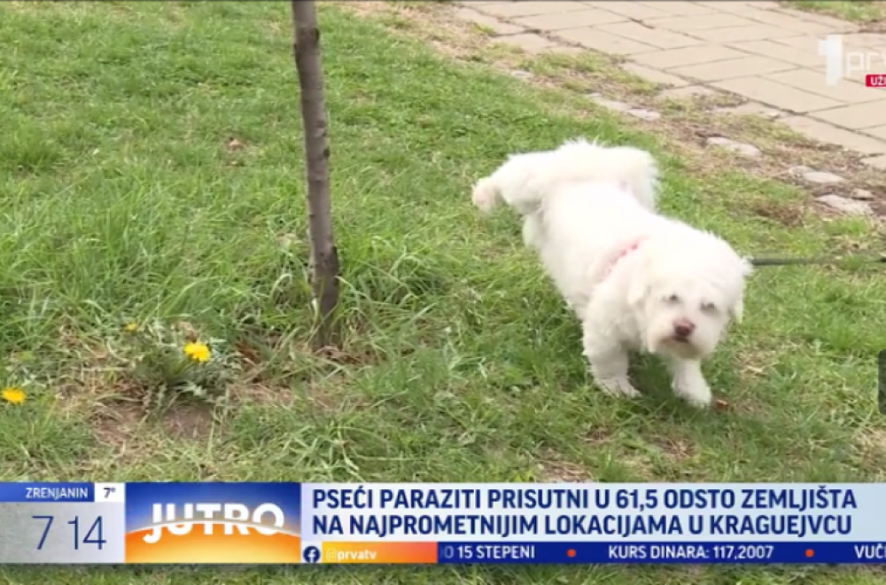 "Više od 60 odsto zemljšta je kontaminirano": Ove lokacije su najzagađenije u Kragujevcu VIDEO