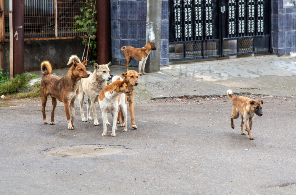 Zastrašujući prizor kod Čačka: Psi lutalice rastrgli ovce u domaćinstvu
