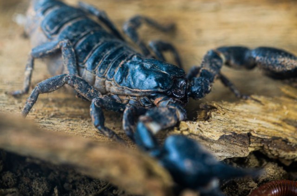 Muškarca ubola škorpija u testise: Tužiće luksuzni hotel