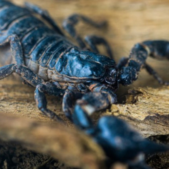 Muškarca ubola škorpija u testise: Tužiće luksuzni hotel