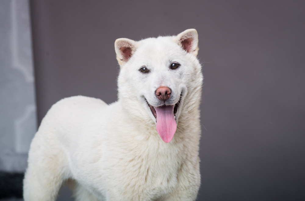 Ovo su rase pasa koje žive najduže