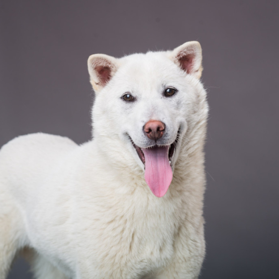 Ovo su rase pasa koje žive najduže