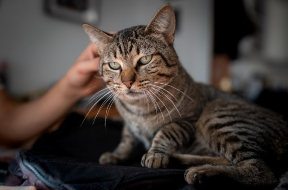 Da li mačke mogu da vide onostrano?