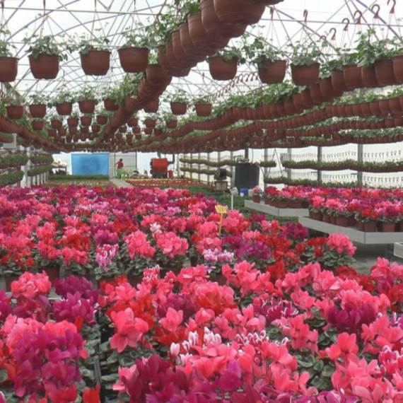 Sezona cveća kreće, porodični biznis cveta: Evo koje je najtraženije u čačanskom kraju