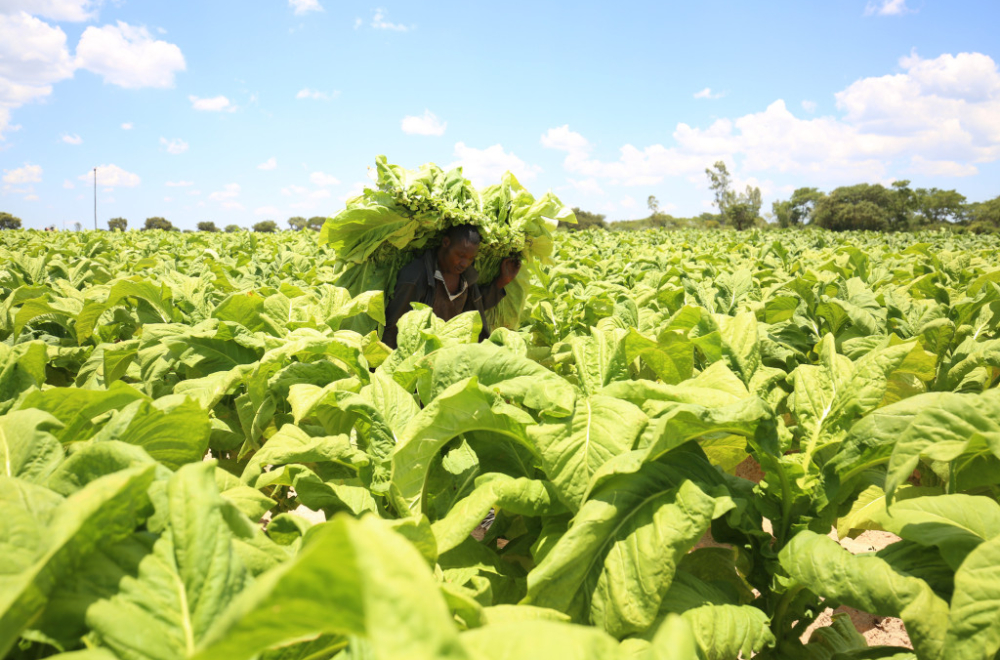 Zvezdina legenda postala većinski vlasnik "Duvana"