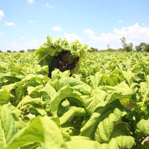 Zvezdina legenda postala većinski vlasnik "Duvana"