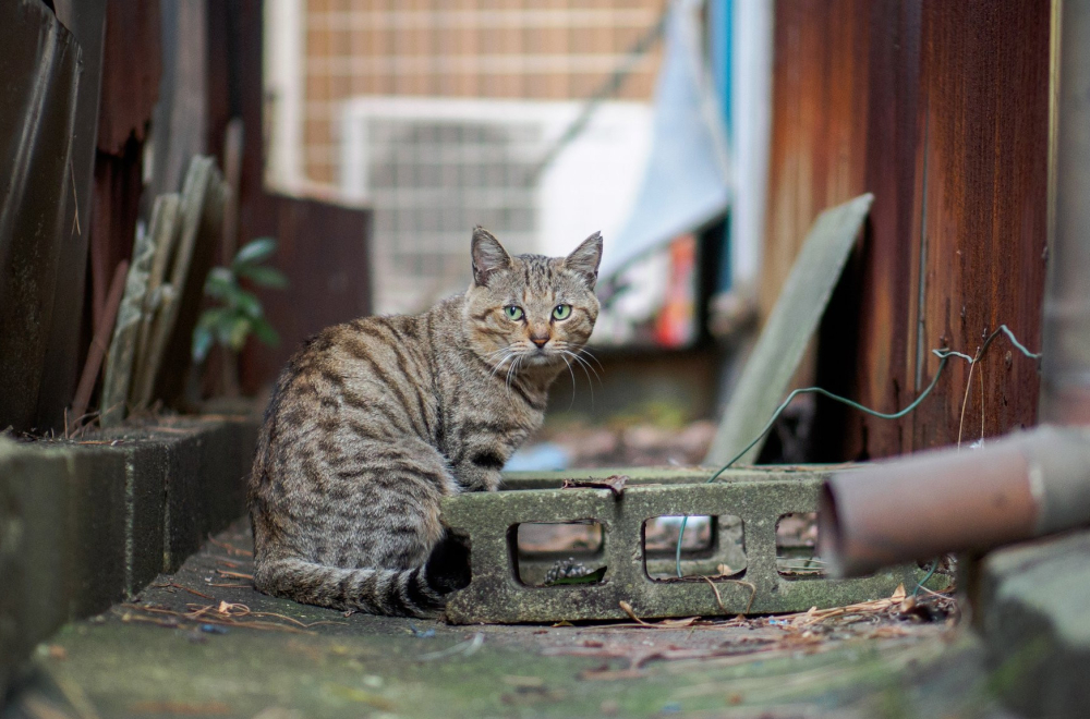Japan: Vlasti upozorile stanovnike Fukujame da ne diraju mačku koja je upala u rezervoar sa otrovnim hemikalijama