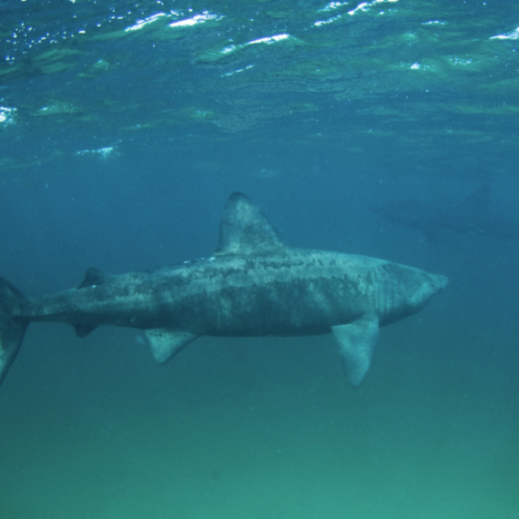 Putnik ubacio kameru u more, prizor zaprepastio ljude VIDEO