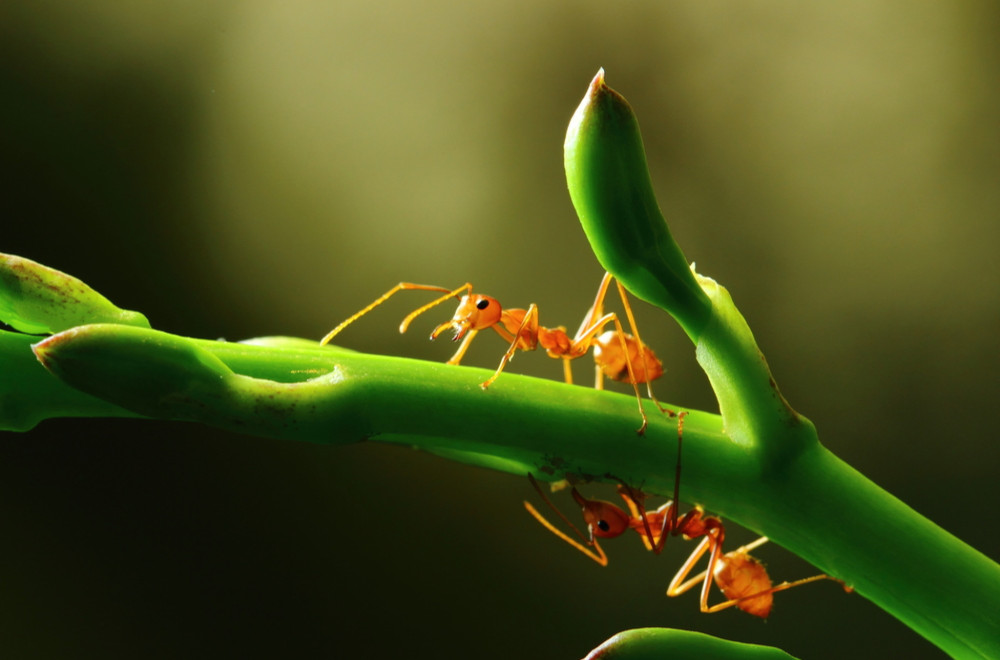 Ovo su najrealističniji mravi ikada viđeni u igri VIDEO