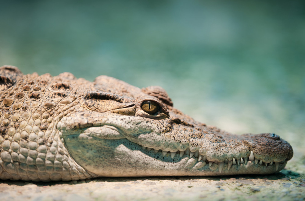 Policija otkrila aligatora teškog 340 kg koji je držan u kući kao ljubimac