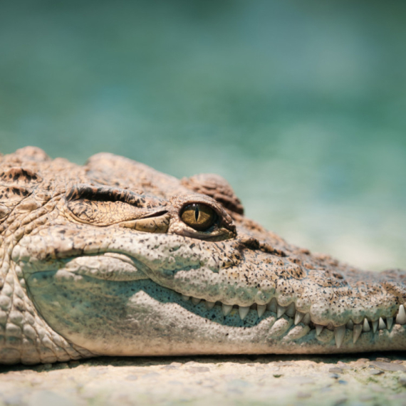 Policija otkrila aligatora teškog 340 kg koji je držan u kući kao ljubimac