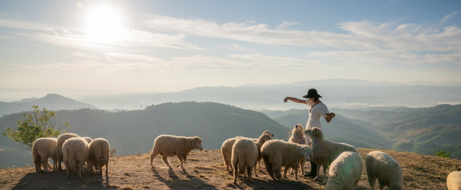 U Bugarskoj se otvara škola za pastire