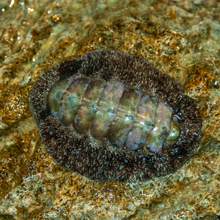 Misteriozna stvorenja: Oči im evoluirale četiri puta, a imaju ih svuda po sebi FOTO