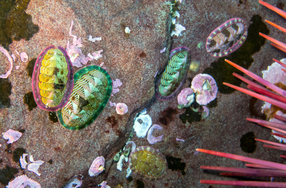 Misteriozna stvorenja: Oči im evoluirale četiri puta, a imaju ih svuda po sebi FOTO