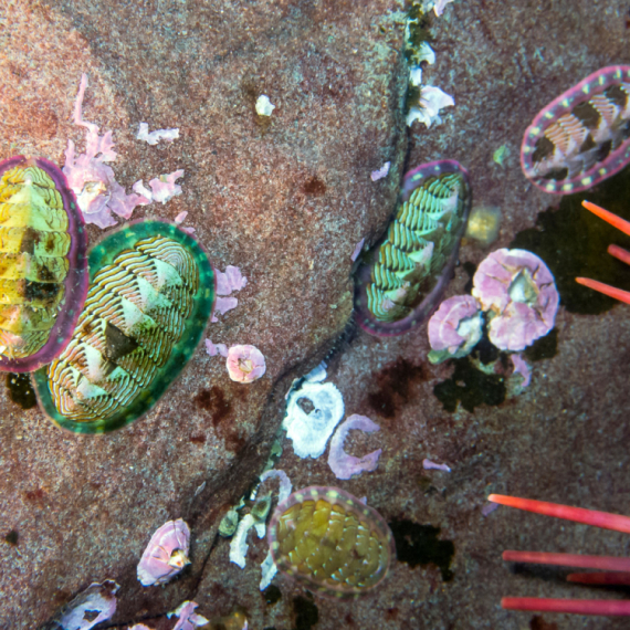 Misteriozna stvorenja: Oči im evoluirale četiri puta, a imaju ih svuda po sebi FOTO