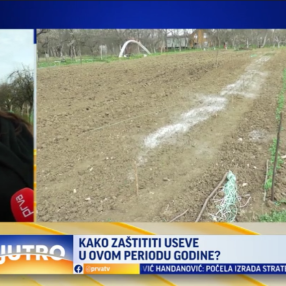 Kako zaštititi useve? Ovo povrće je najugroženije u čačanskom kraju VIDEO