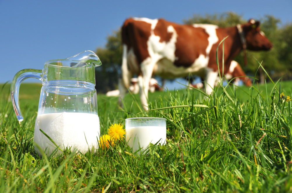 Rođena krava koja daje mleko sa ljudskim insulinom