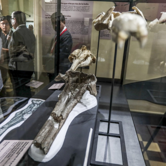 Pronađen fosil star 16 miliona godina