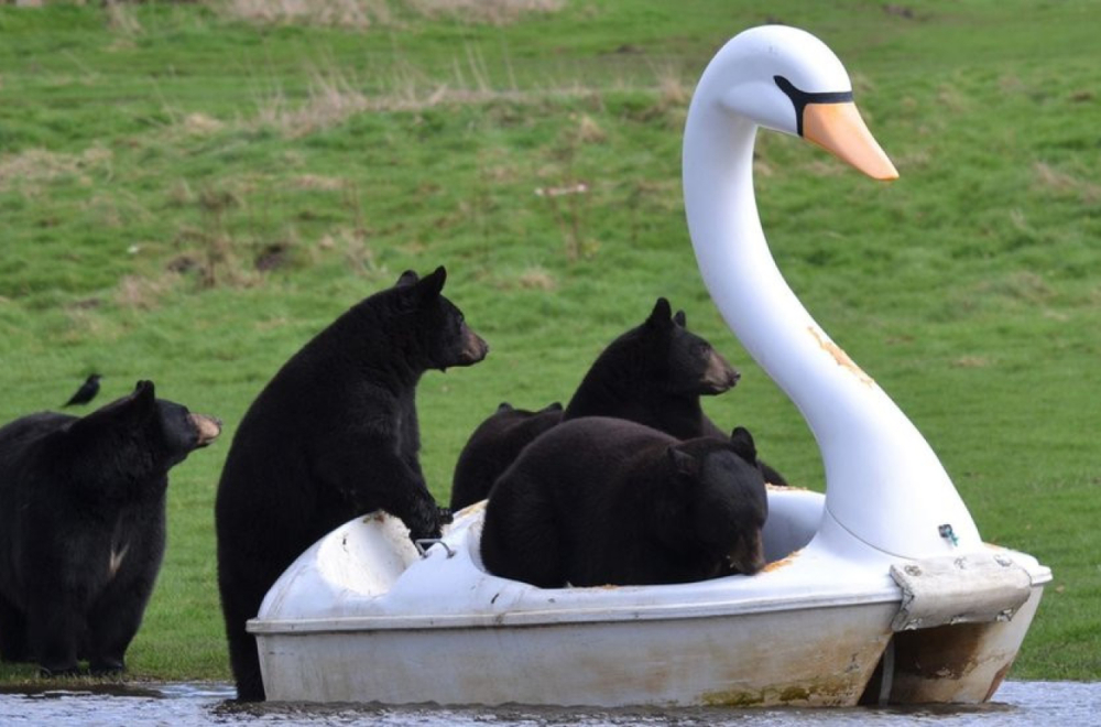 Životinje i zabava: Medvedi se vozili na pedalini u obliku labuda