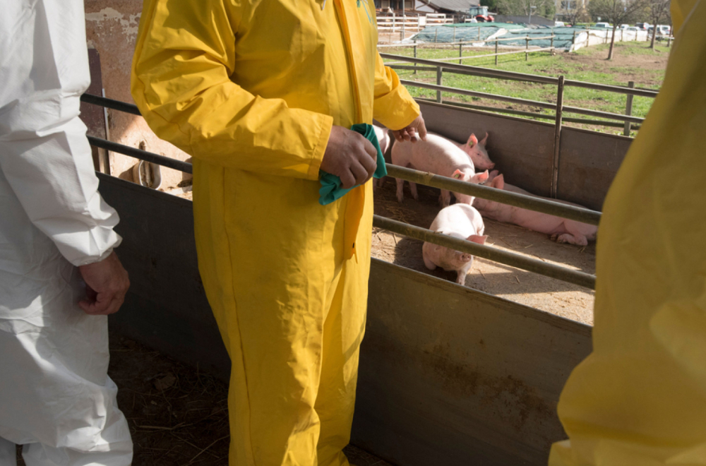 Poslednja studija donosi potpuno nove činjenice o virusima