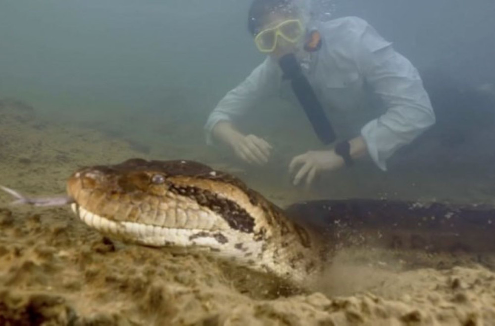 Ubijena najveća anakonda na svetu VIDEO