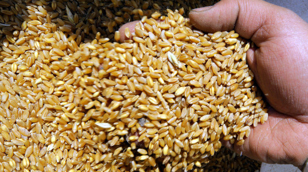 Ruski prinos žitarica premašuje 137 miliona tona